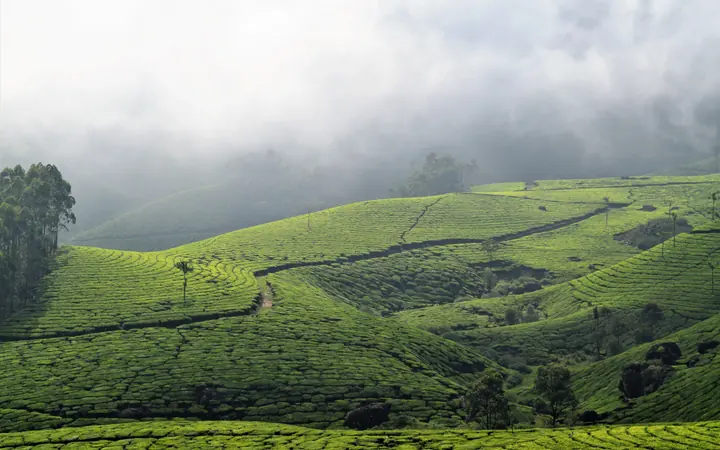 Mist over the green hills of Chikmagalur