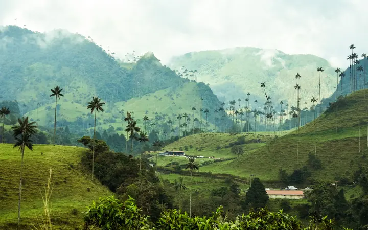 Wax palms rising over green hills in Colombia's coffee region