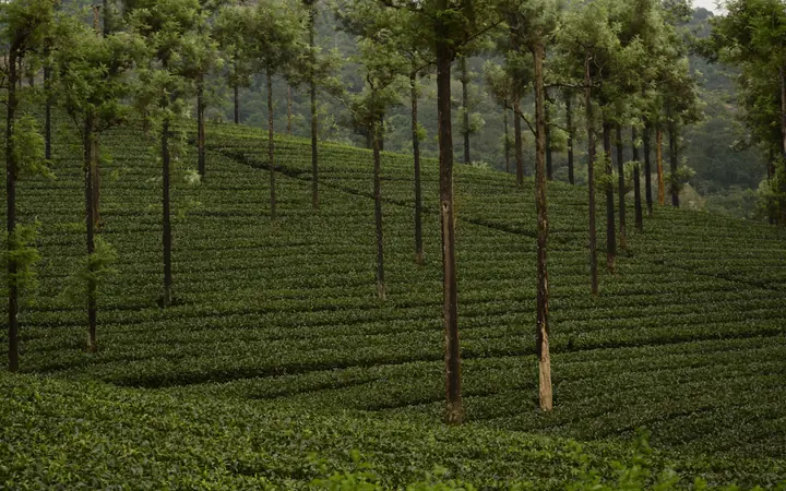 Shade-grown estate rows beneath tall trees in Coorg