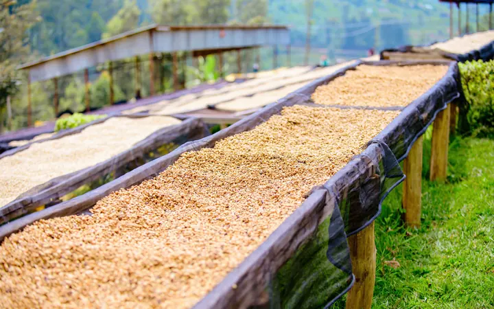Raised drying beds of coffee cherries at an Ethiopian washing station